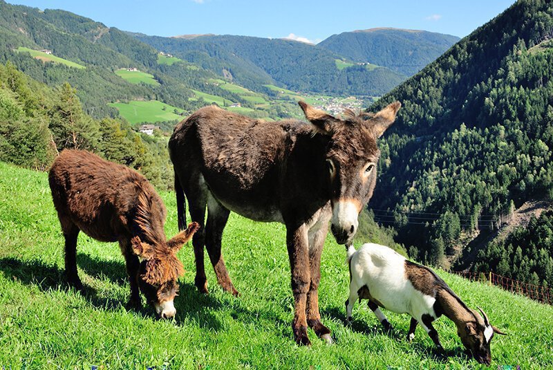 Varied fun on the Sieberlechnerhof in Luson