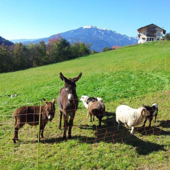 Impressionen vom Sieberlechnerhof in Lüsen/Südtirol