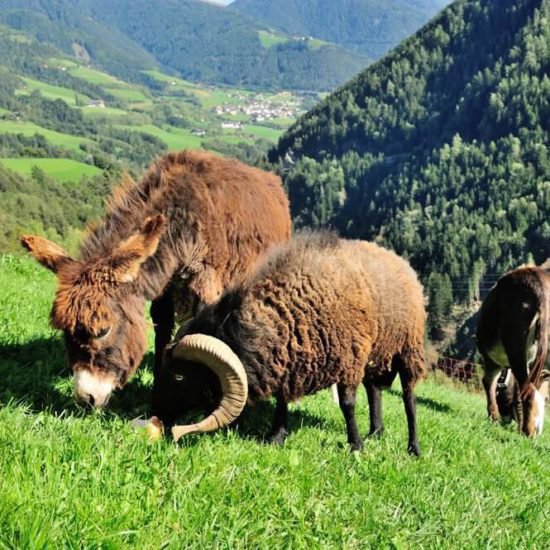 Impressionen vom Sieberlechnerhof in Lüsen/Südtirol