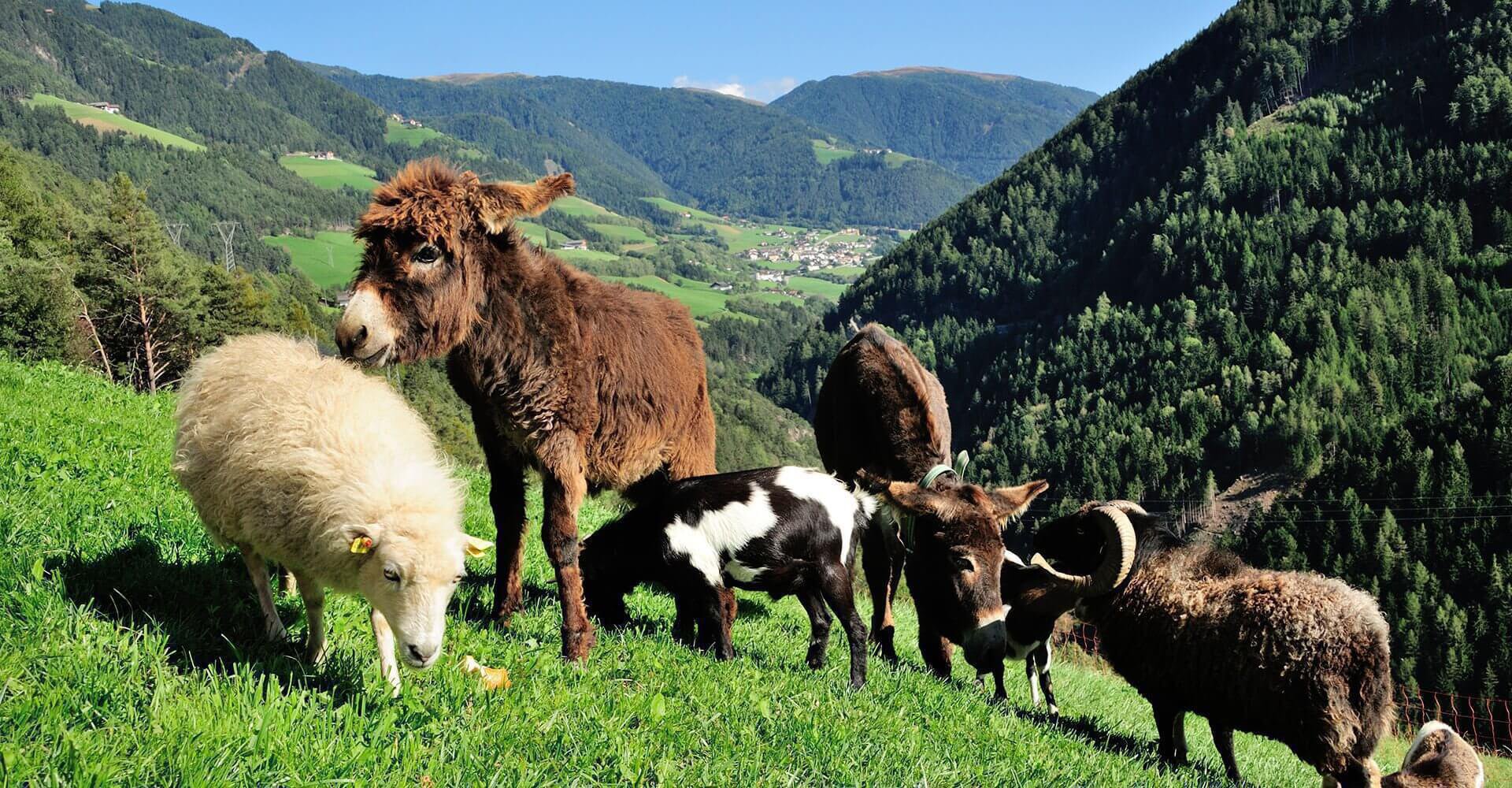 Sieberlechnerhof – Urlaub auf dem Bauernhof mit Kindern in Südtirol