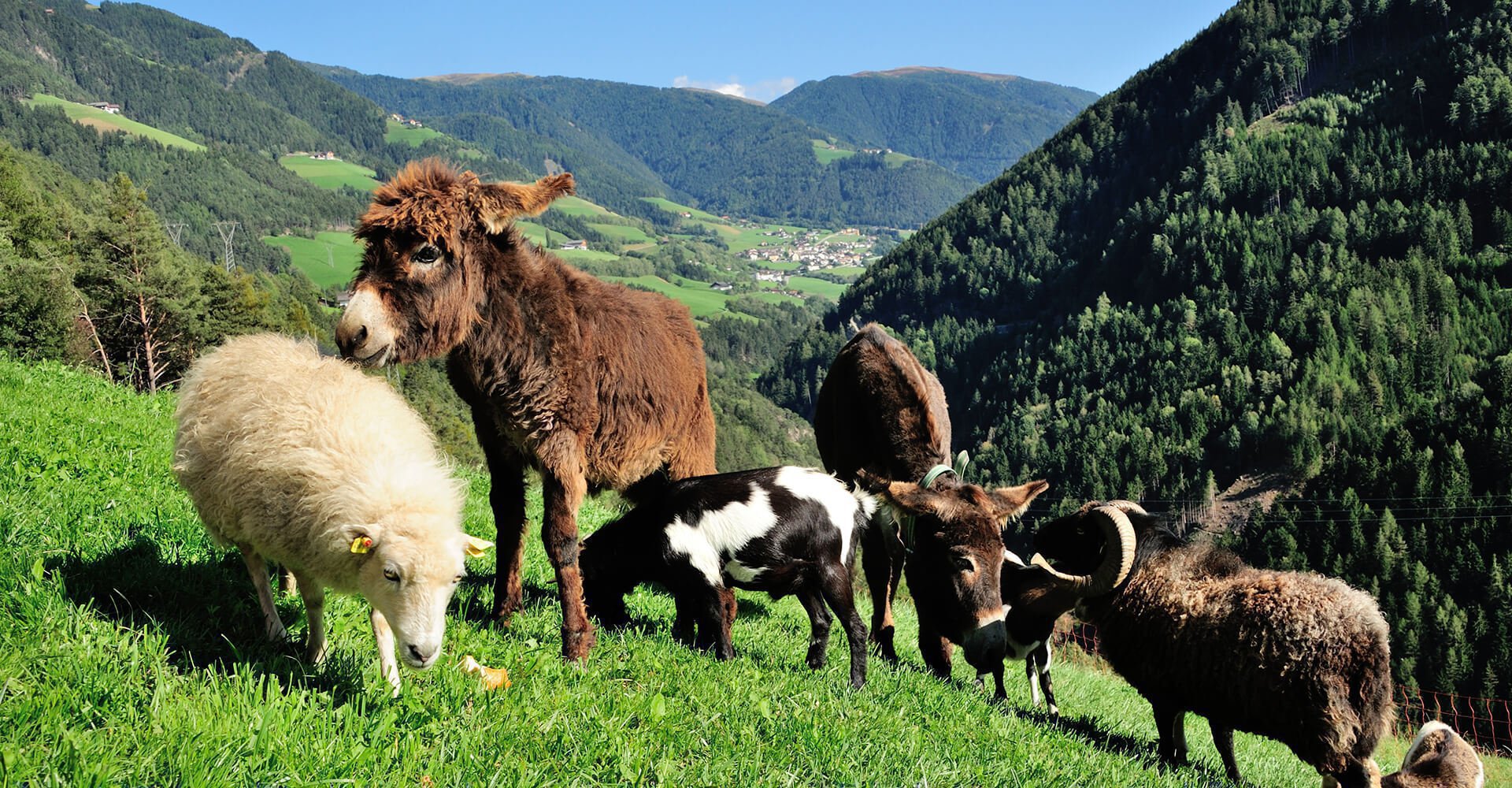 Ihre Gastgeber am Sieberlechnerhof